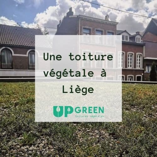 Une toiture végétale à Liège