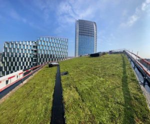 toit-vegetalise-paradis-express-liege