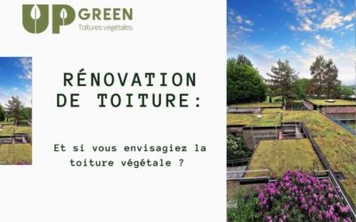 Toiture en rénovation : et si vous pensiez à la toiture végétale ?