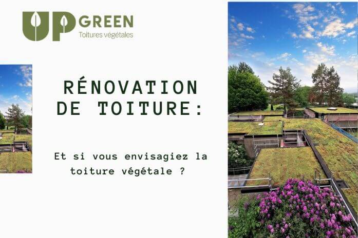 Rénovation de toiture avec placement de toit vert