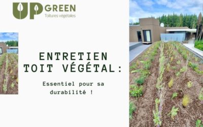 Entretien toiture végétalisée : pourquoi c’est essentiel pour la durabilité de votre toit vert