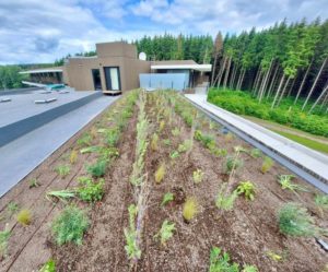 Toit végétalisée entretien par UpGreen spécialiste en Belgique et Luxembourg