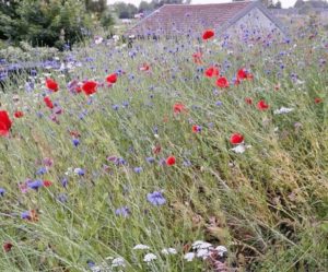 Toiture naturelle végétalisation extensive