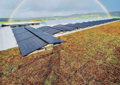 Pose de 900m2 de toiture végétale extensive au Luxembourg