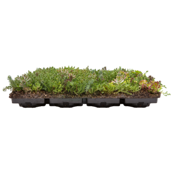 Cagette de sédum Nature Impact Roof prête à poser