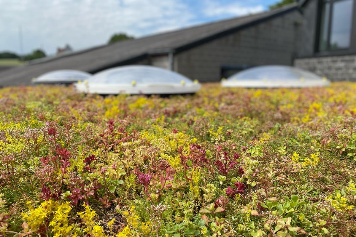 Tapis de sédum en fleurs et bacs de végétation denses pour toiture végétale